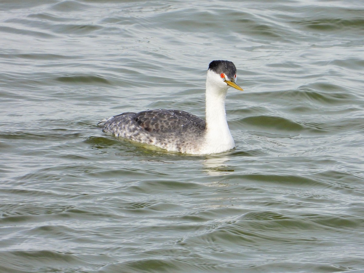 Clark's Grebe - ML400631871