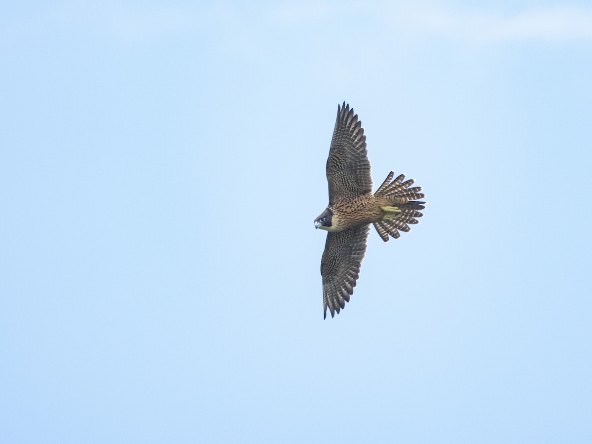 Peregrine Falcon (Australian) - Simon Gorta