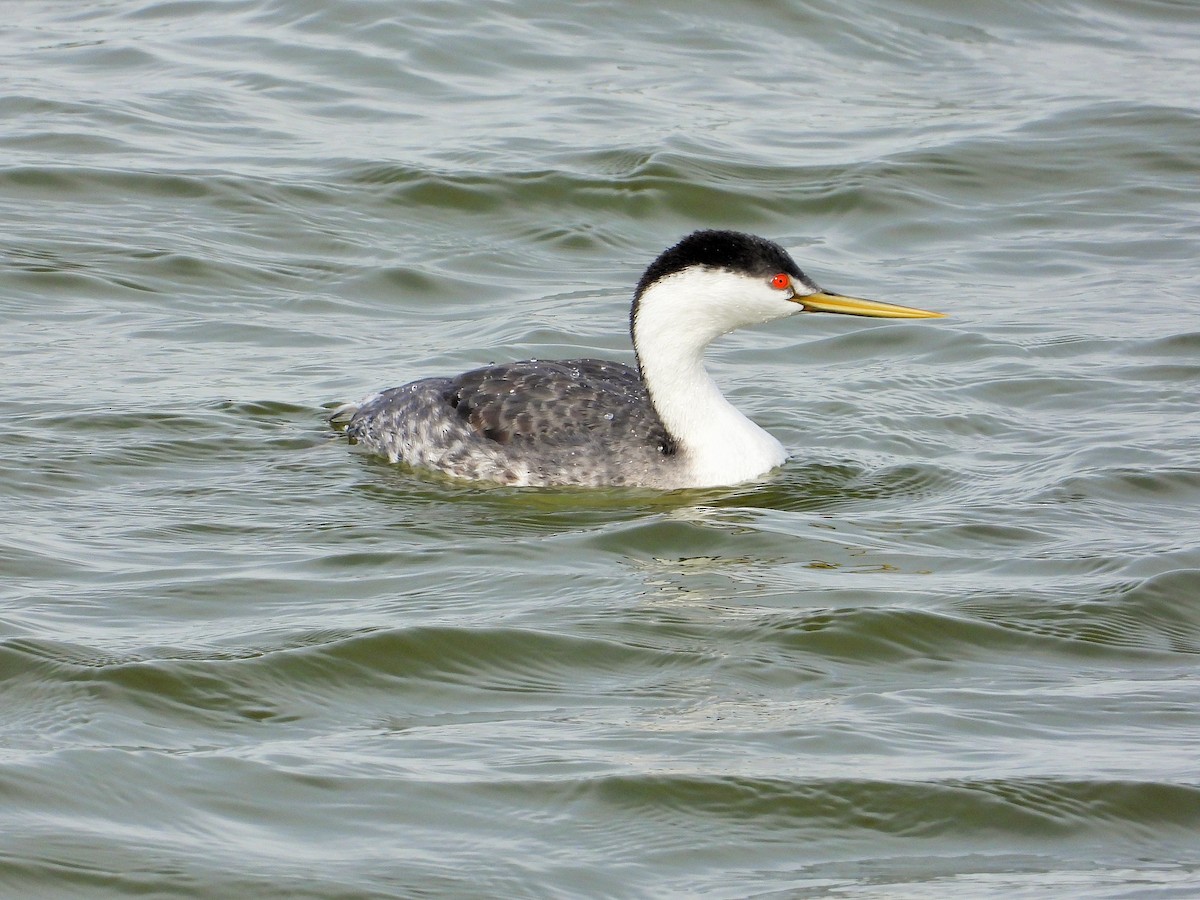 Clark's Grebe - ML400632531