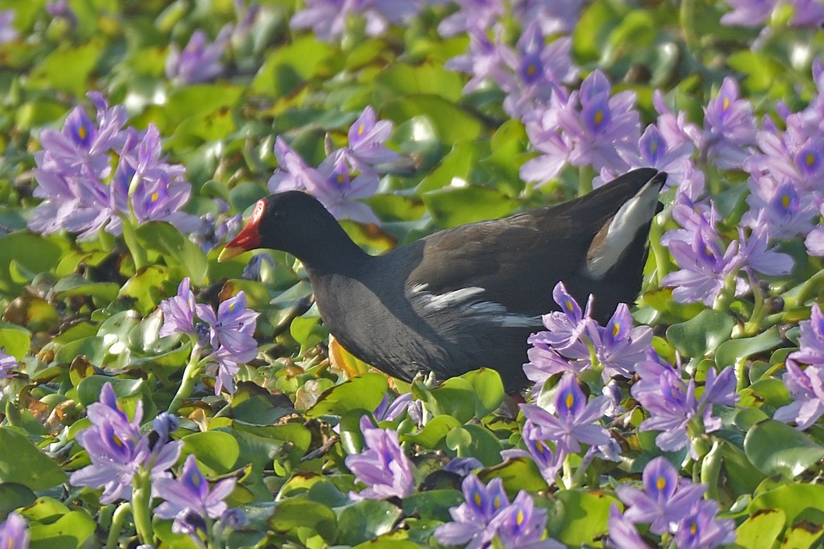 Eurasian Moorhen - ML400633471