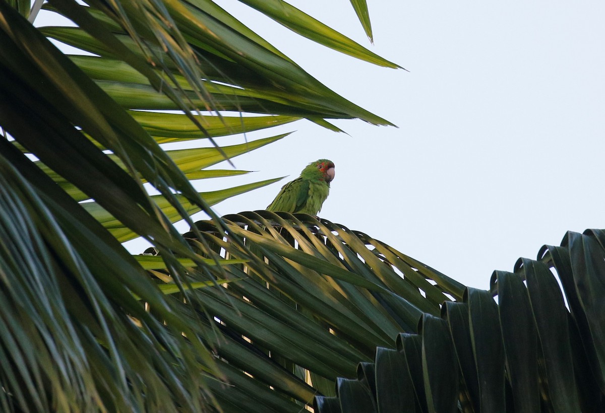 Conure de Wagler ou C. casquée - ML400635451