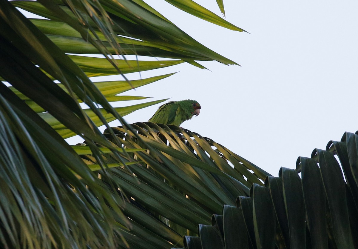 Scarlet-fronted/Cordilleran Parakeet - Anne Ruben