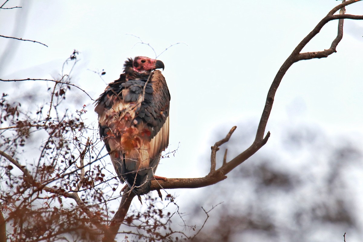 Red-headed Vulture - ML400635821