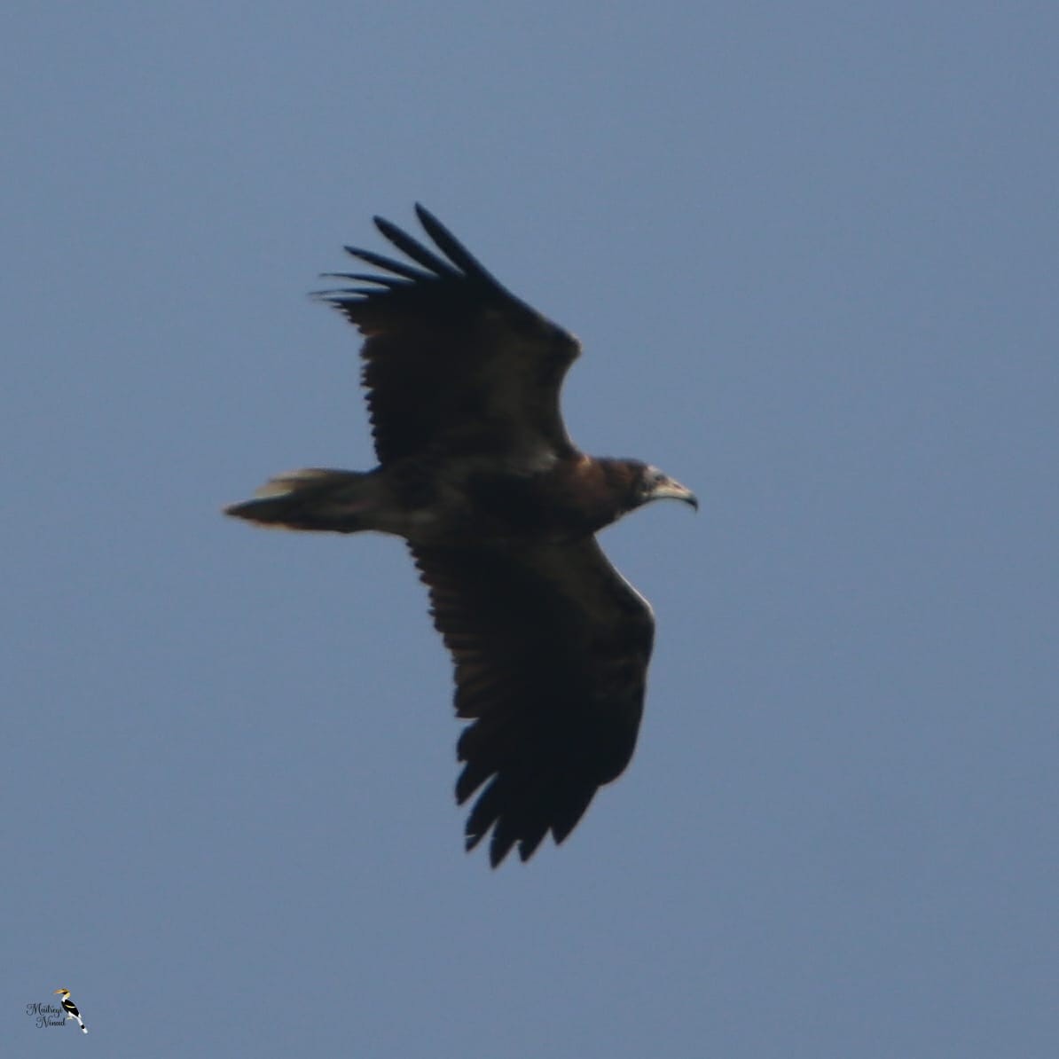 Egyptian Vulture - ML400636081