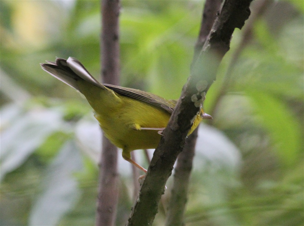 Hooded Warbler - ML40063611