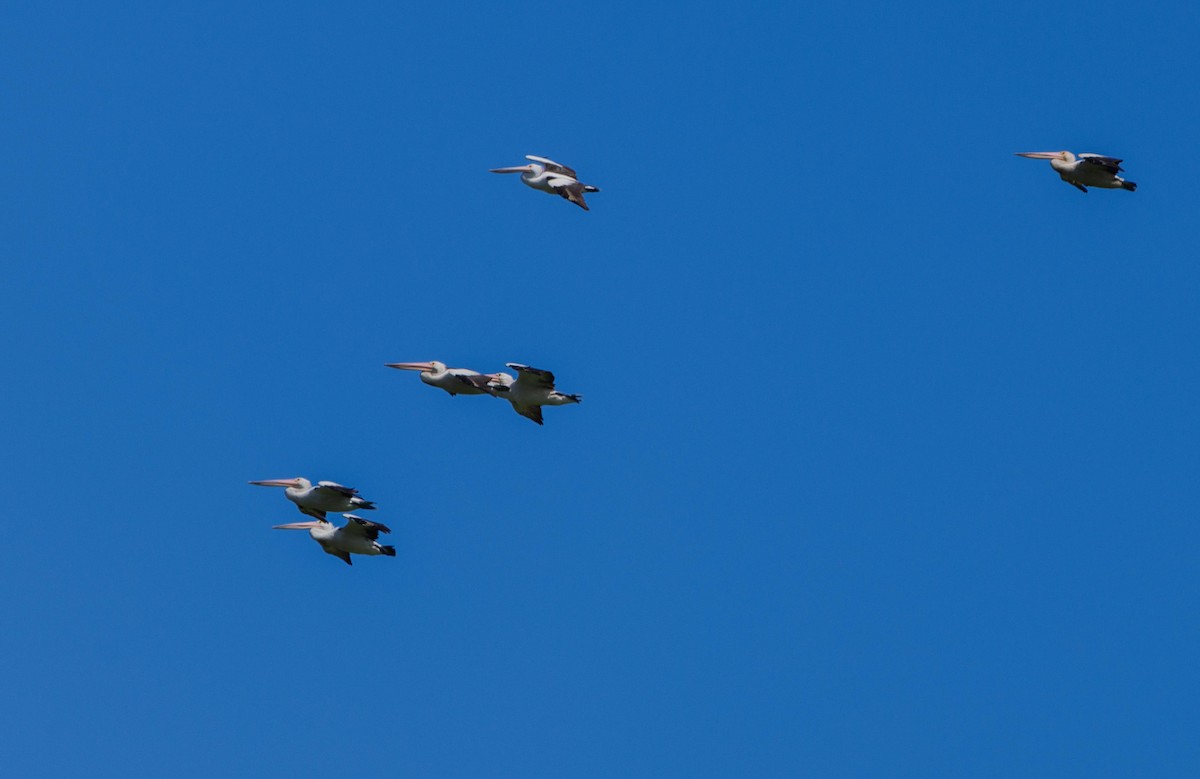 Australian Pelican - ML400636221