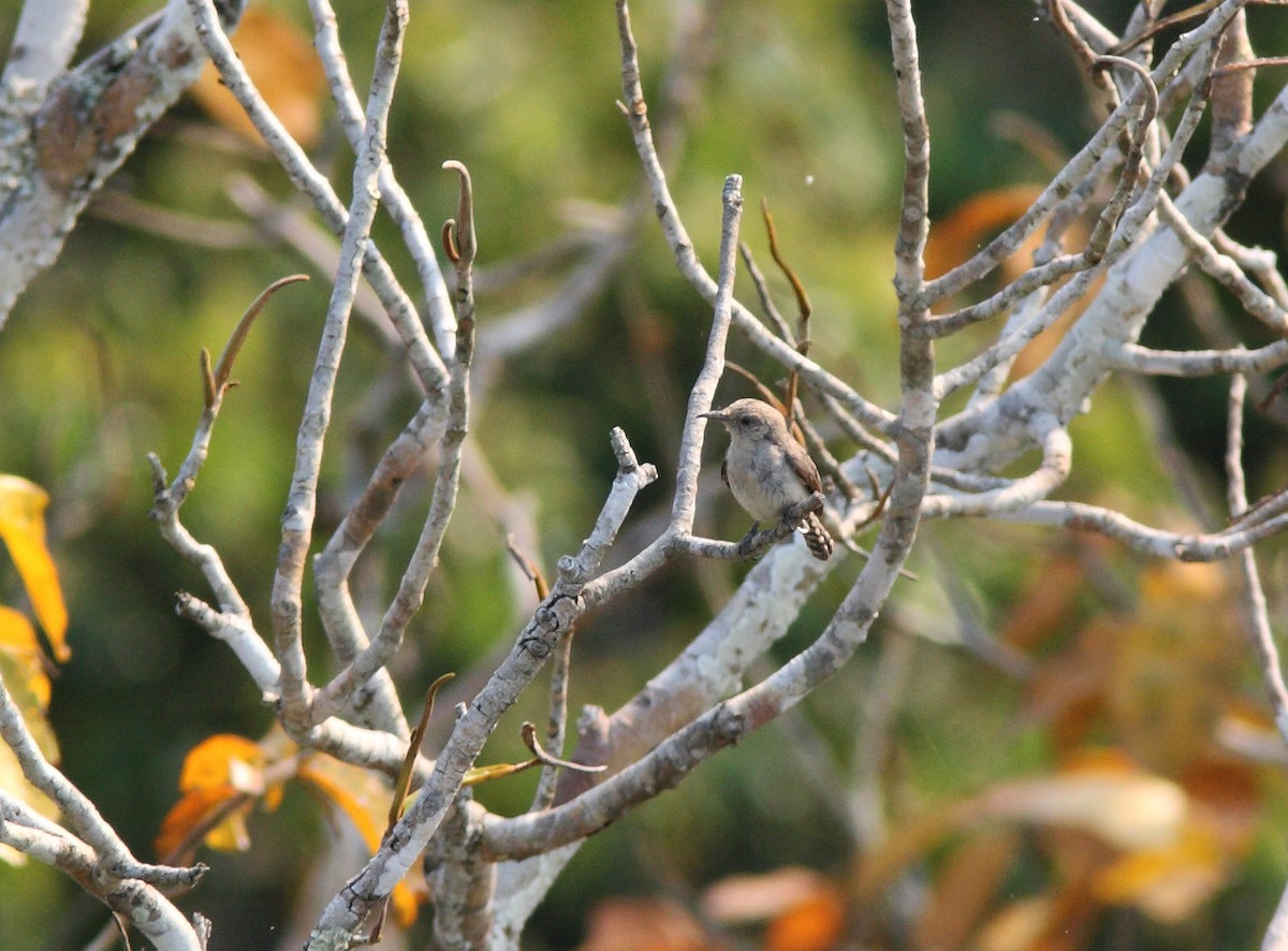 Tooth-billed Wren - ML400636301