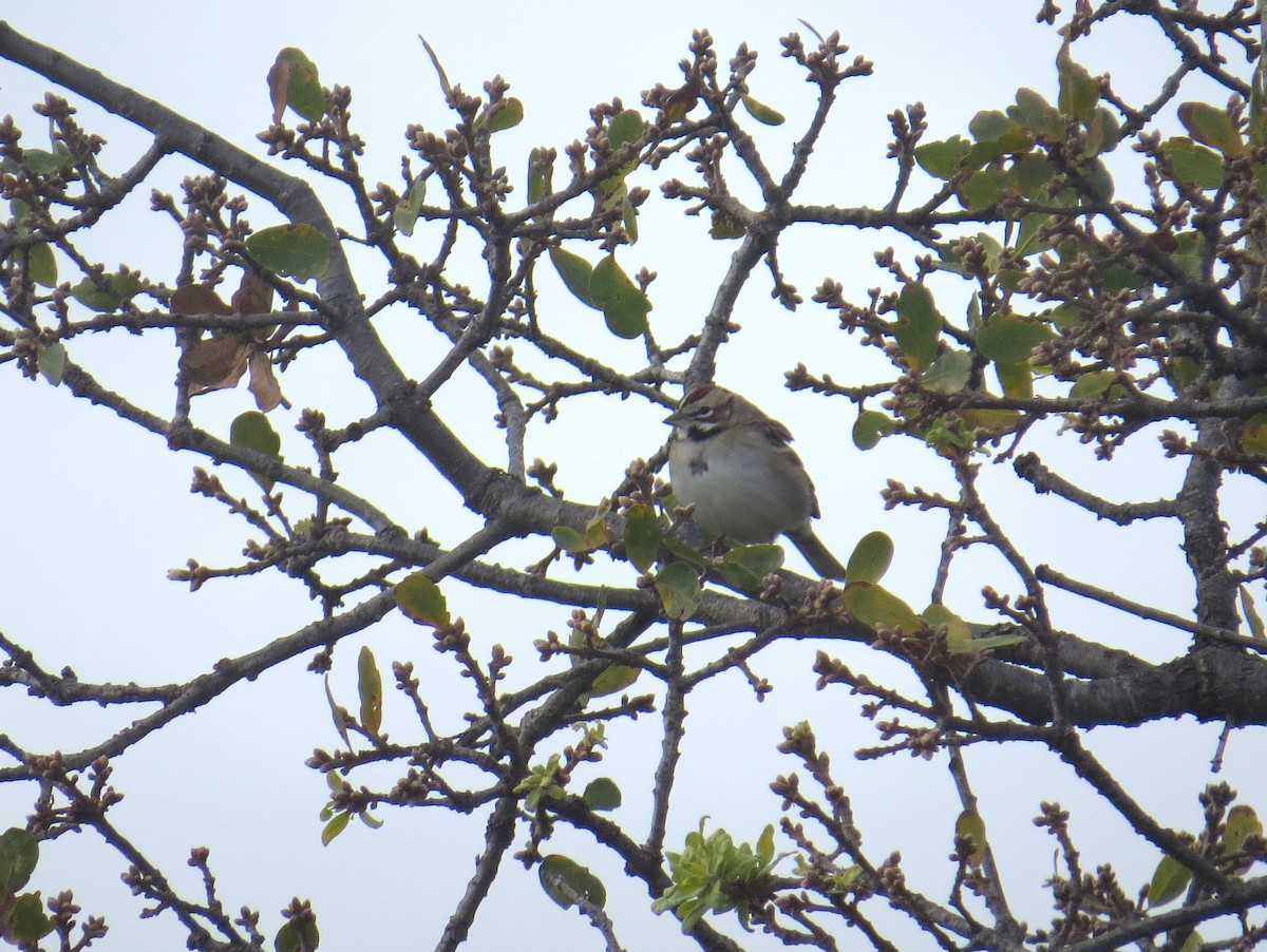 Lark Sparrow - Sergey Pavlov