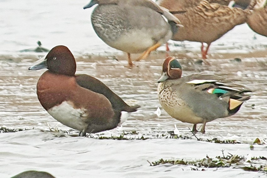 Ундар шумбуур - ML400637021