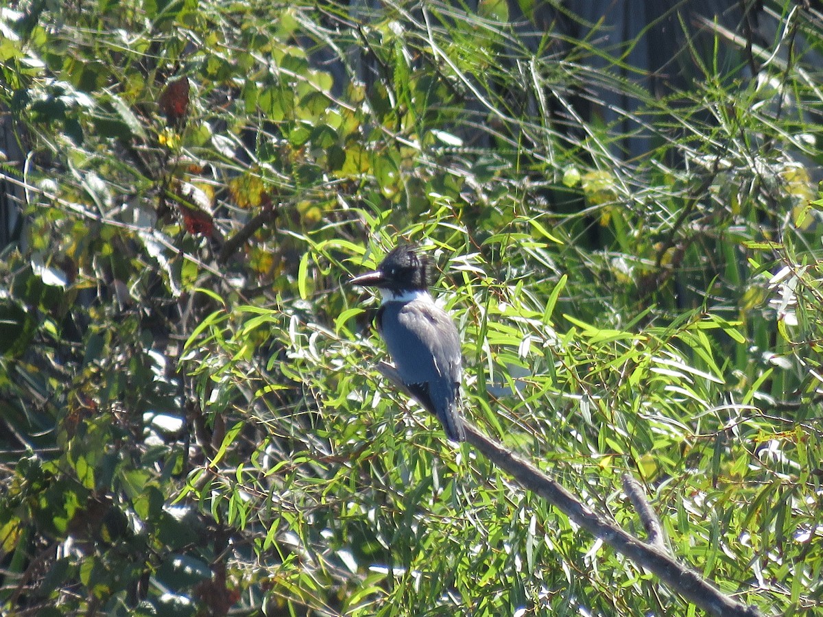 Belted Kingfisher - ML400637281