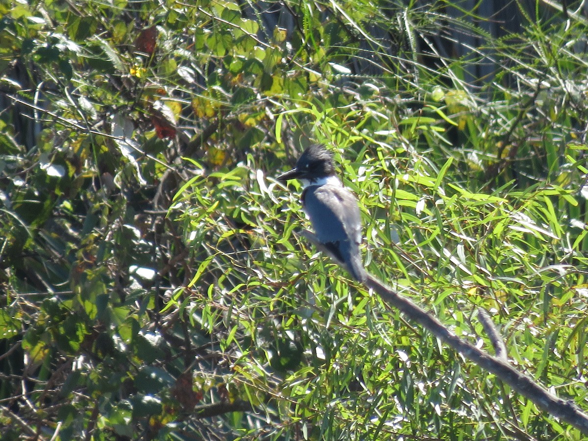 Belted Kingfisher - ML400637291