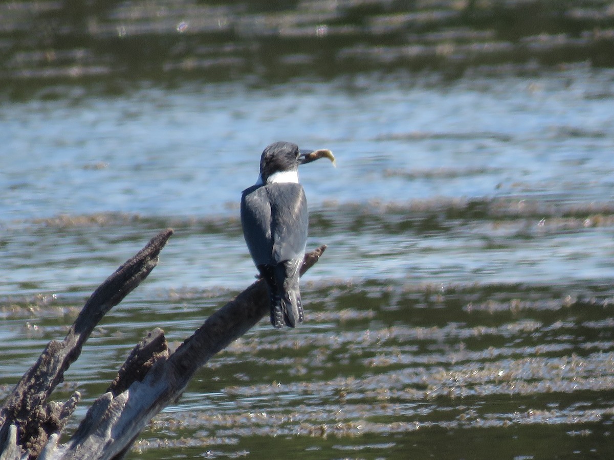 Belted Kingfisher - ML400637301