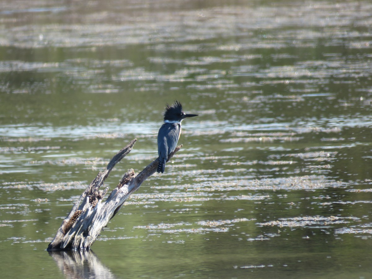 Belted Kingfisher - ML400637311
