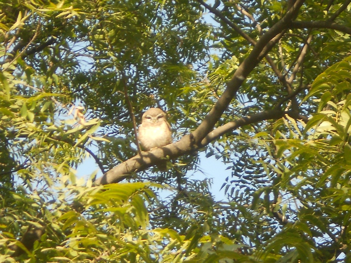 Spotted Owlet - ML400637381