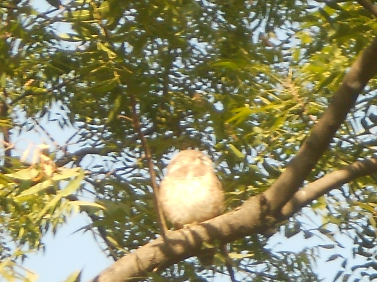 Spotted Owlet - ML400637401