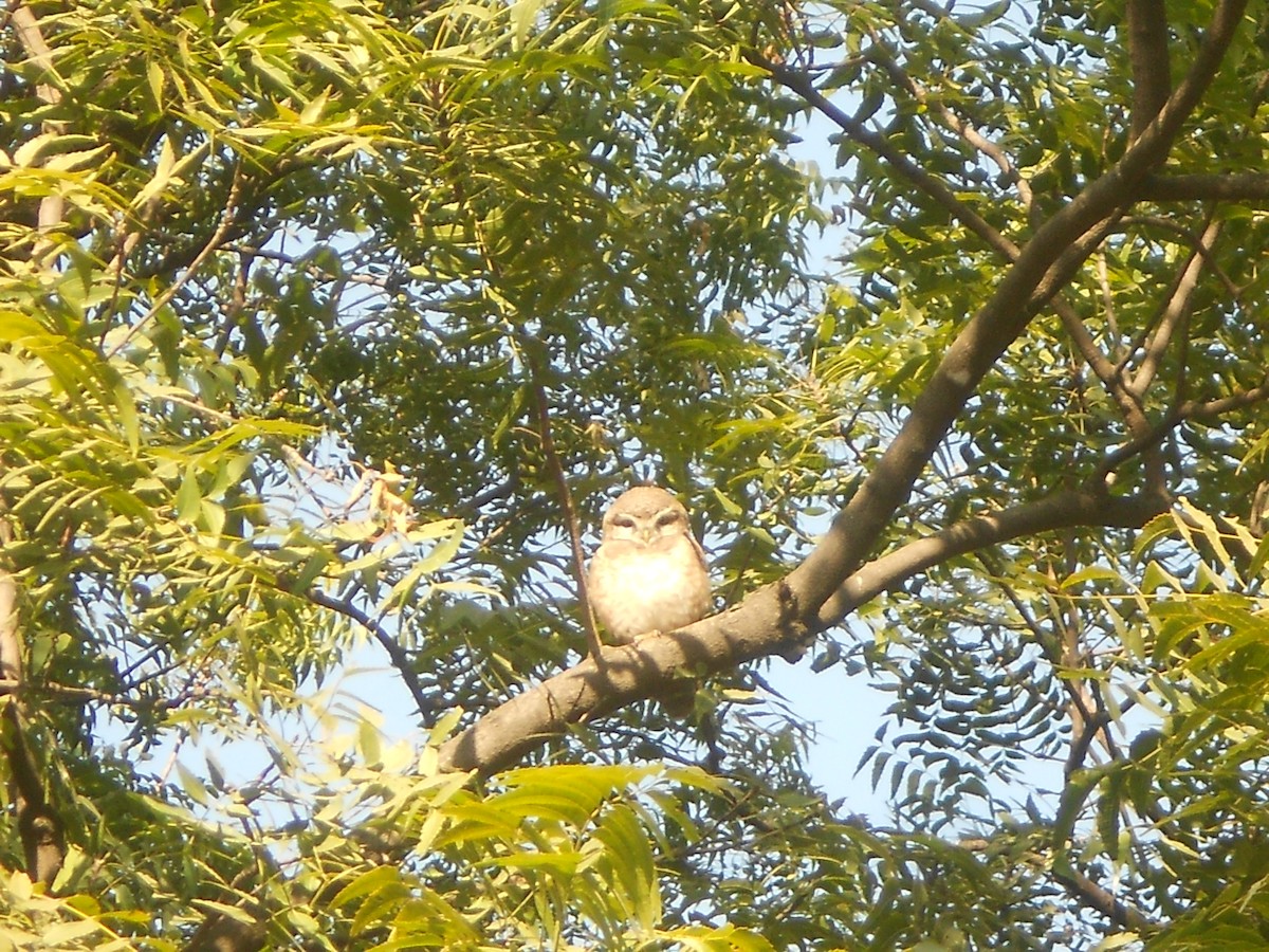 Spotted Owlet - ML400637421