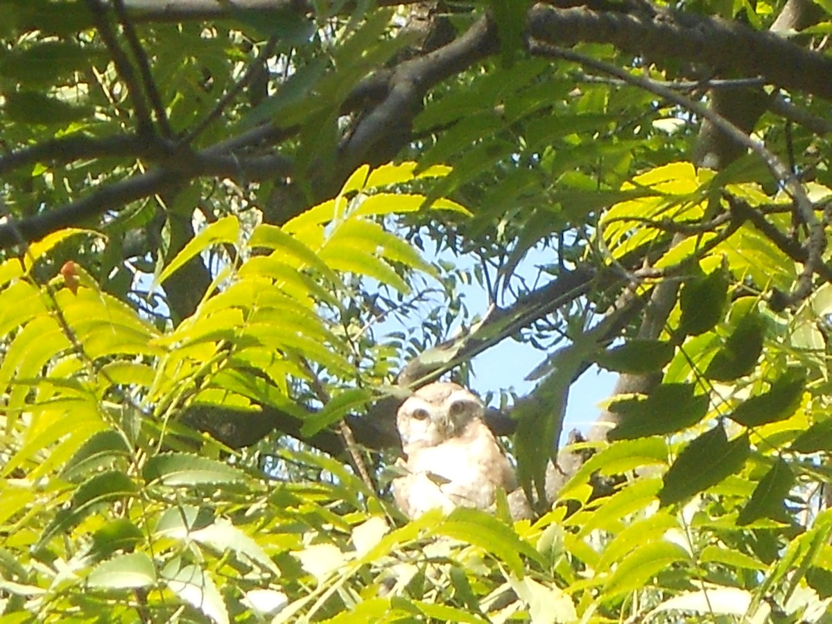 Spotted Owlet - ML400637431