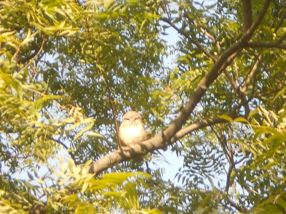 Spotted Owlet - ML400637451