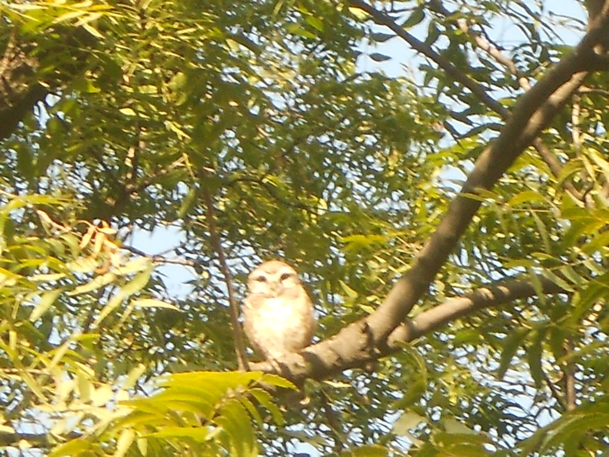 Spotted Owlet - ML400637461