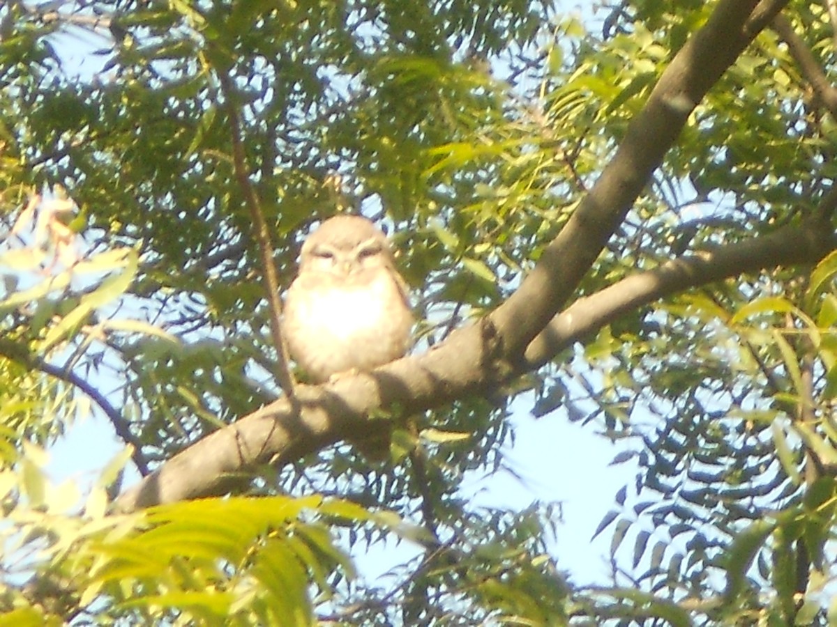 Spotted Owlet - ML400637471