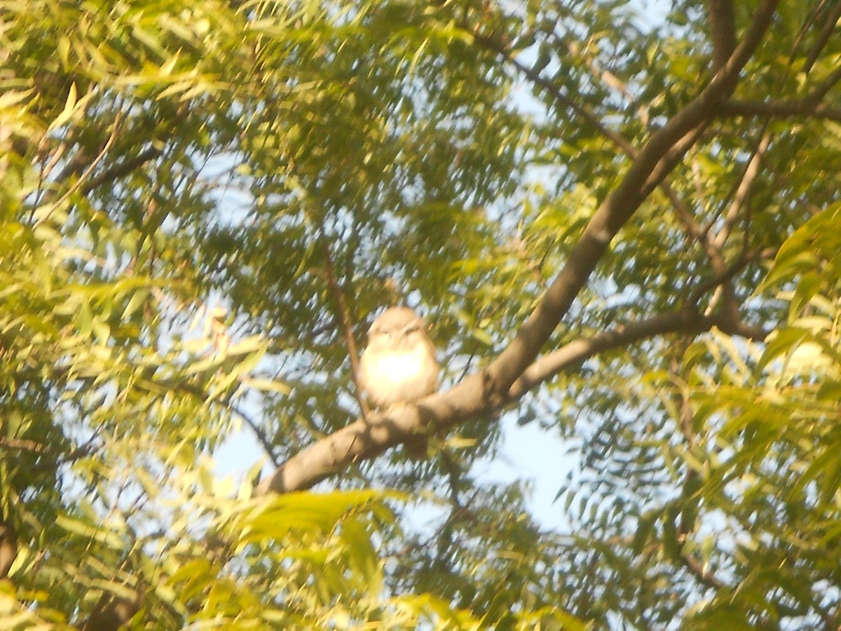 Spotted Owlet - ML400637481