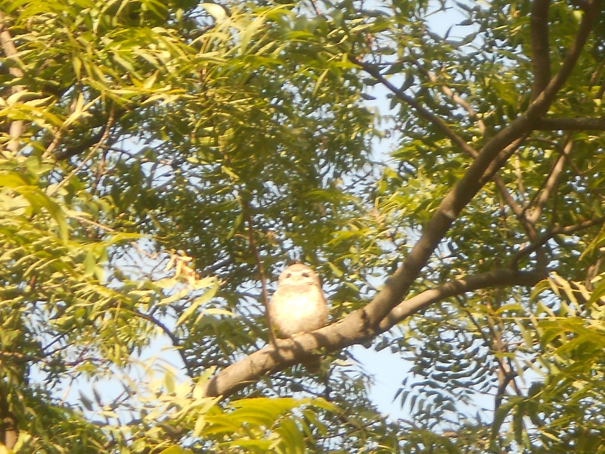 Spotted Owlet - ML400637541