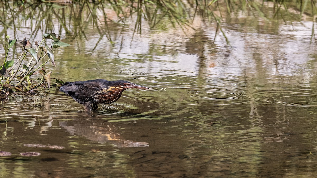 Black Bittern - Charmain Ang