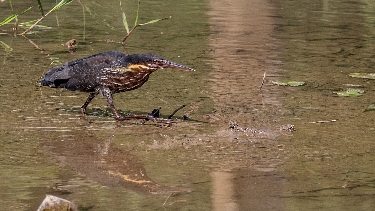 Black Bittern - Charmain Ang