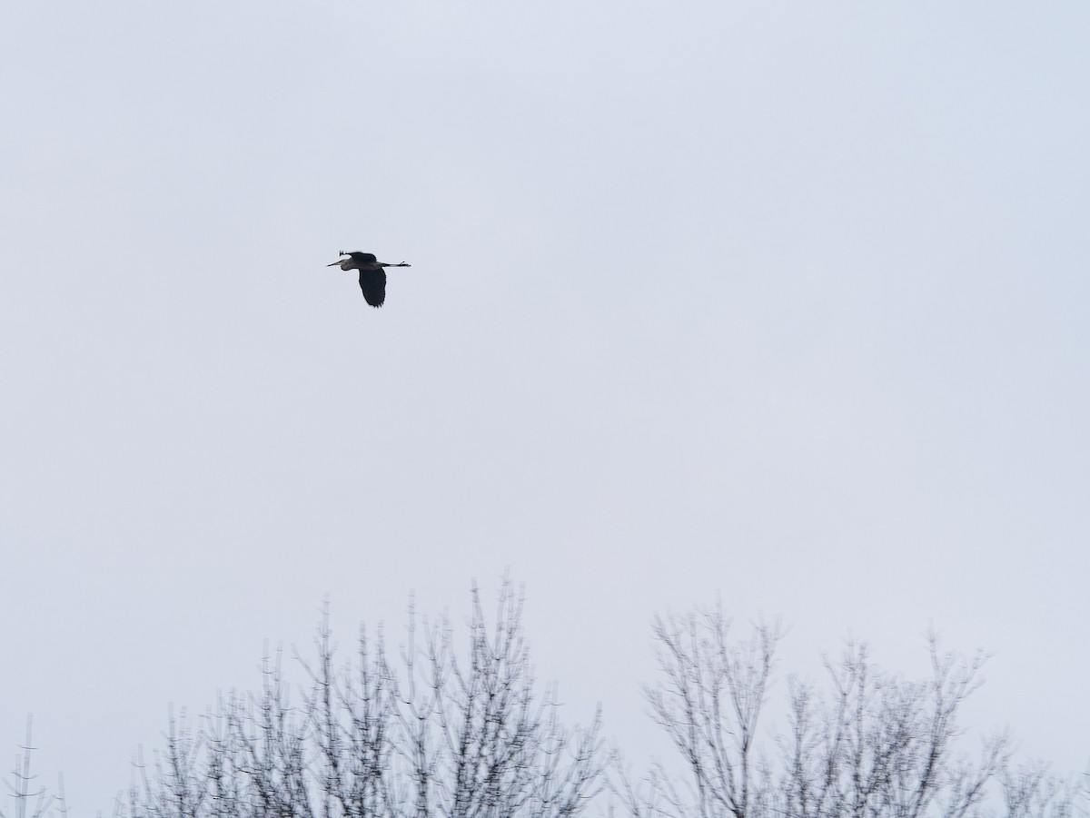 Great Blue Heron - ML400639471