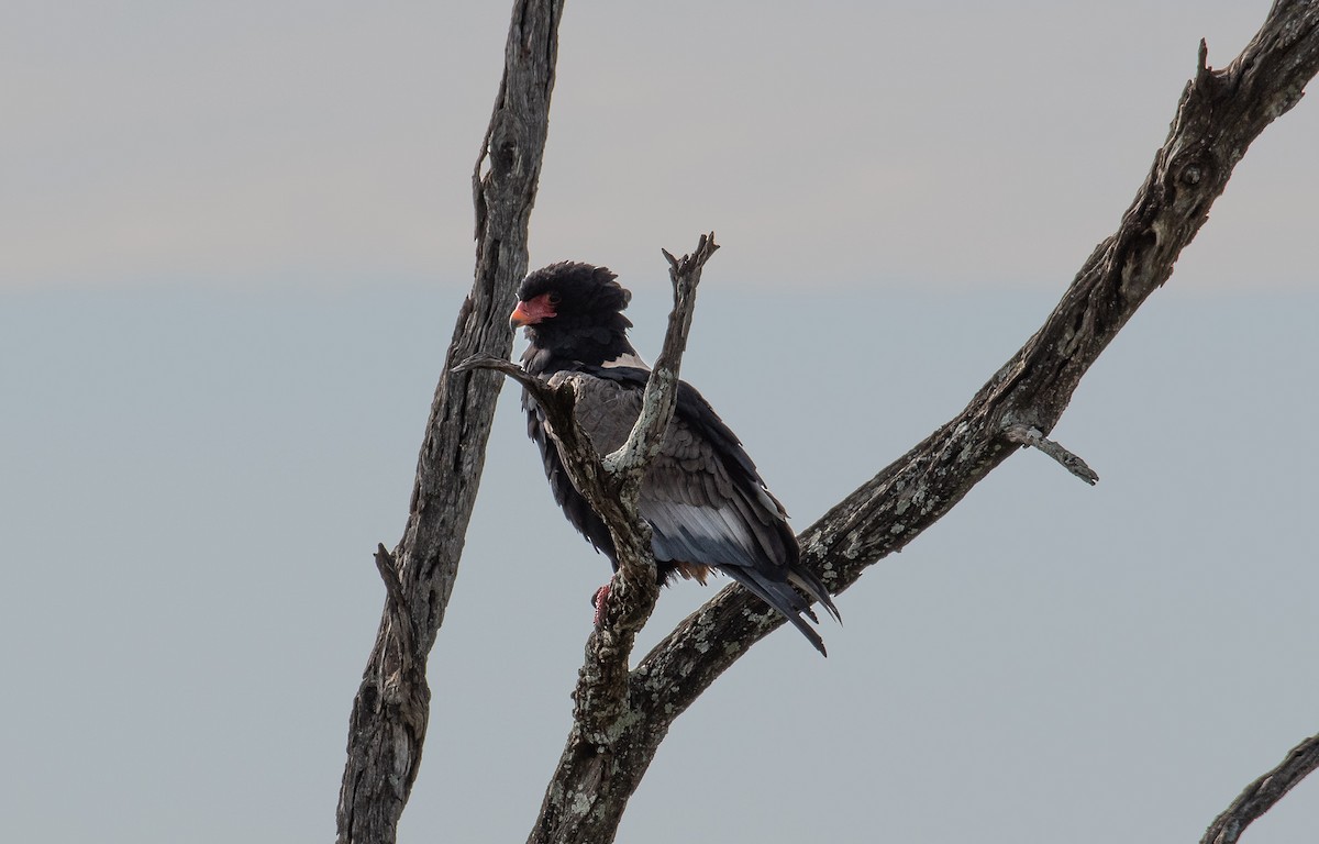 Bateleur des savanes - ML400640561