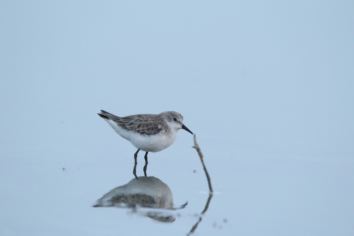 Little Stint - ML400643061