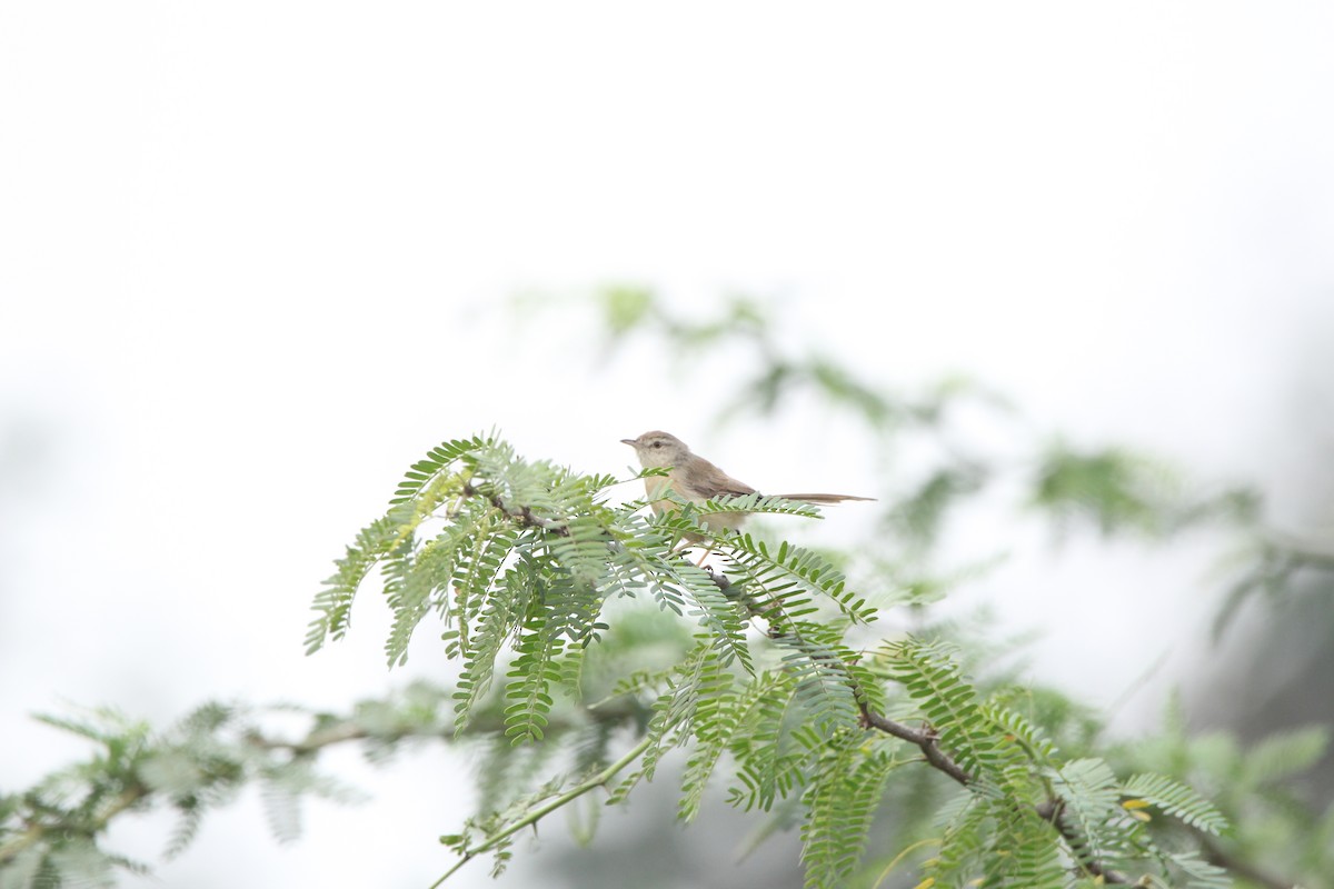 Plain Prinia - ML400644841