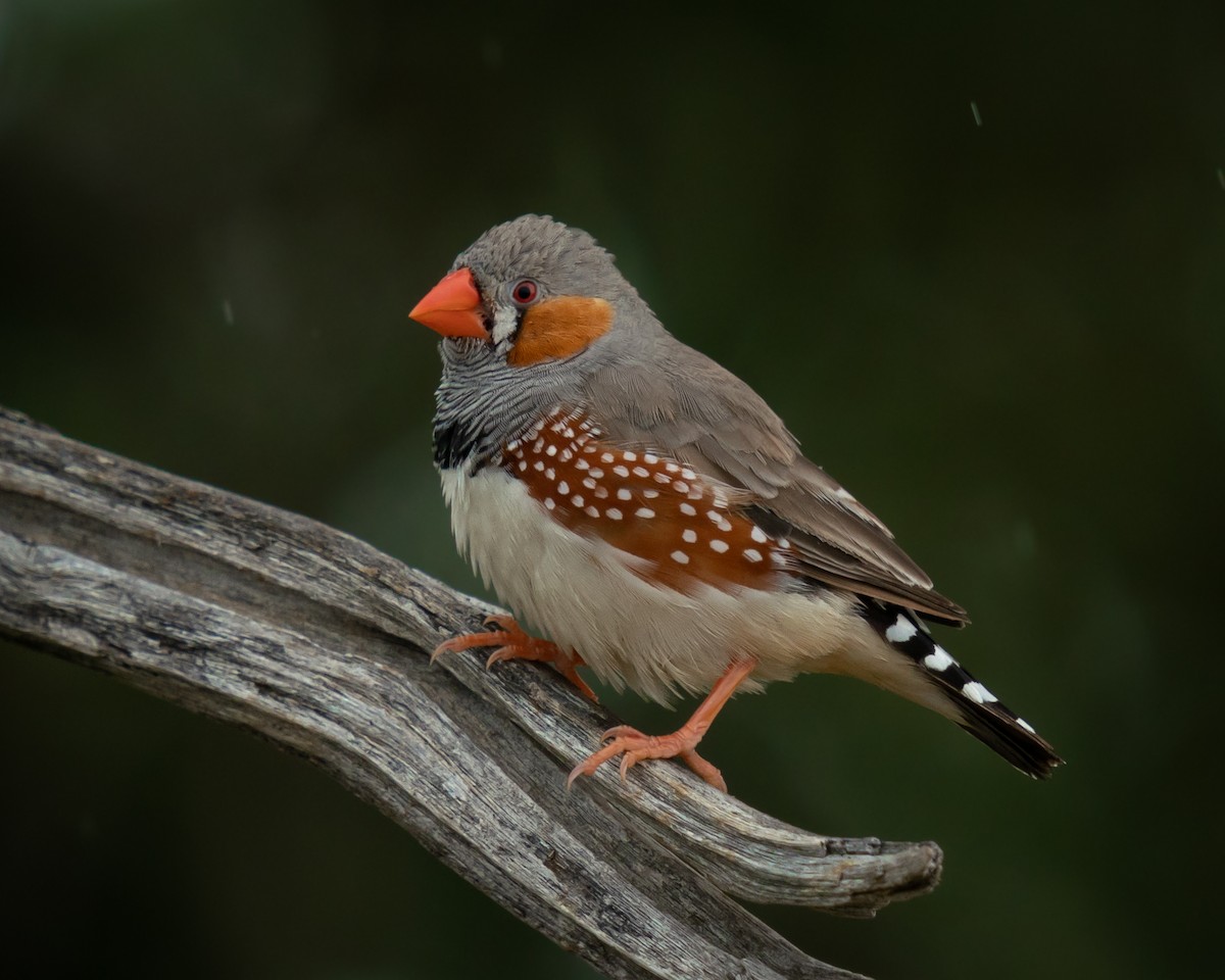 Zebra Finch - Anonymous