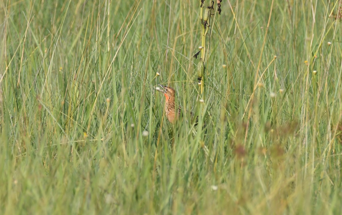 Grimwood's Longclaw - ML400646501