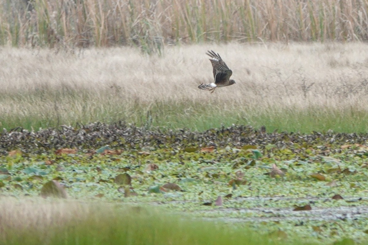 Northern Harrier - ML400646631