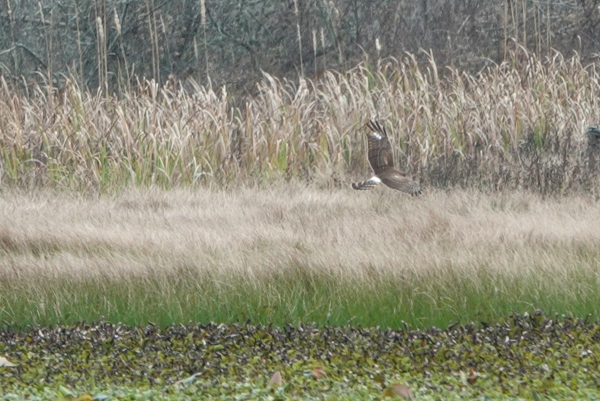 Northern Harrier - ML400646741