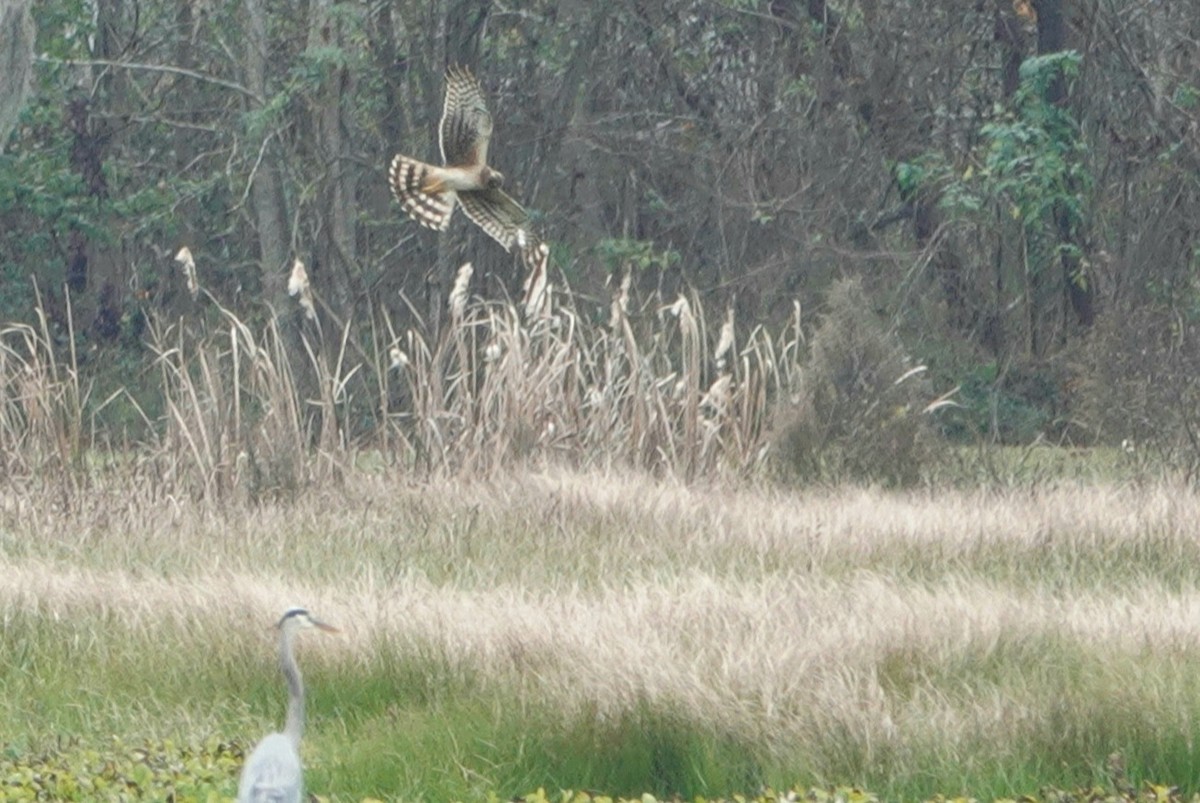 Northern Harrier - ML400646821