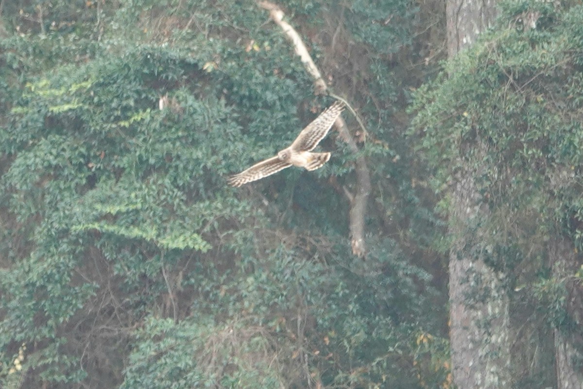 Northern Harrier - ML400648741