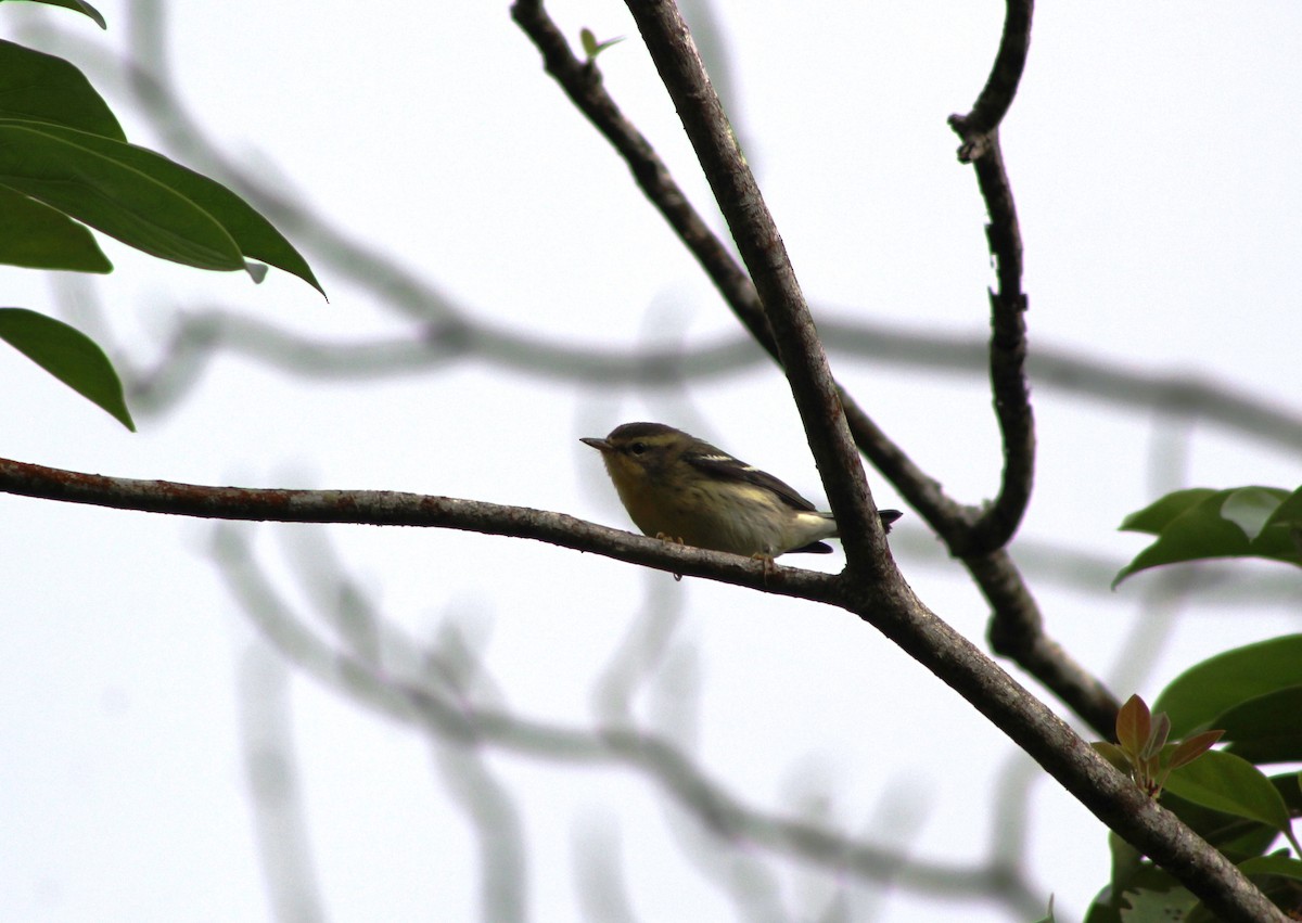 Blackburnian Warbler - ML400649621