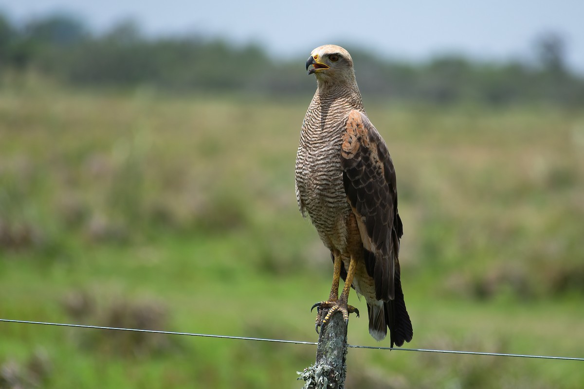 Savanna Hawk - ML400649941