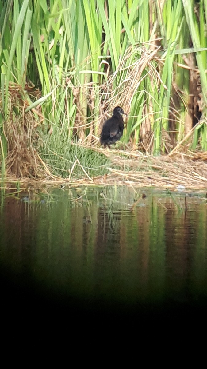 Virginia Rail - ML400650351