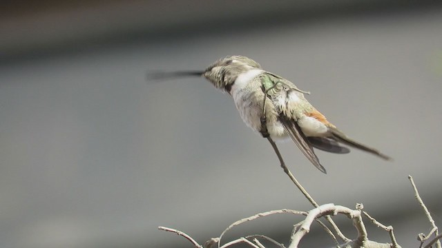 Oasis Hummingbird - ML400651451