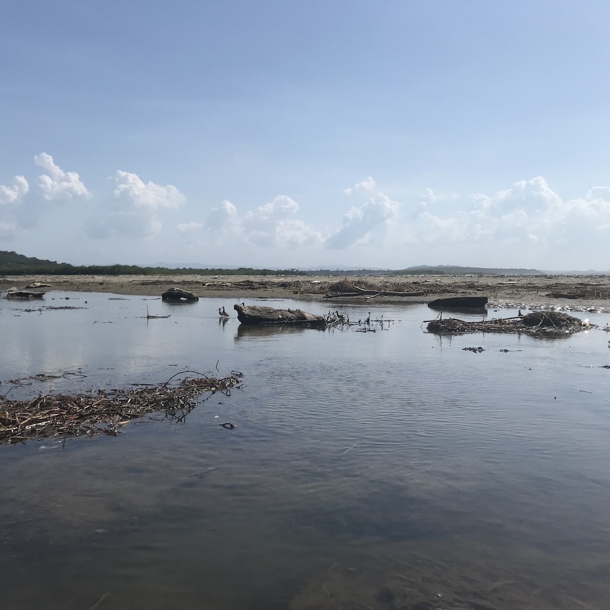 Short-billed Dowitcher - ML400654761