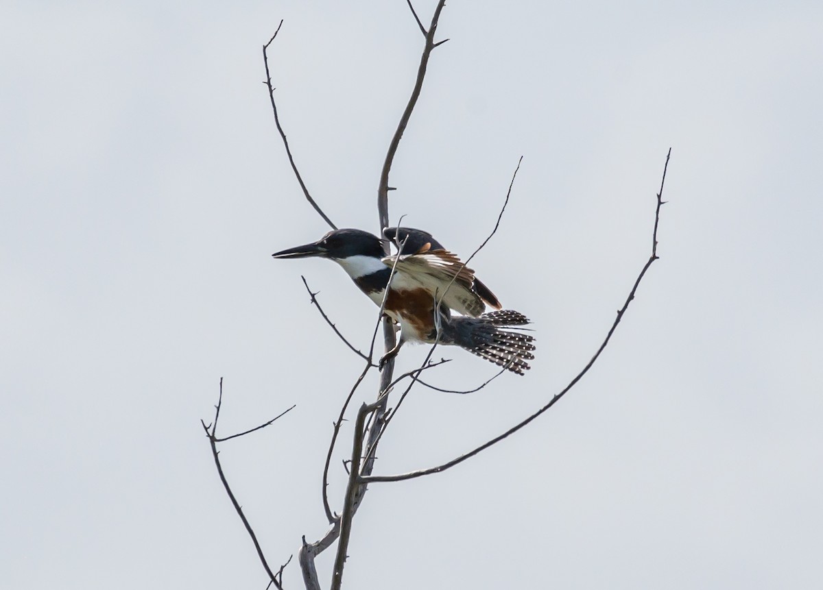 Belted Kingfisher - ML400655891