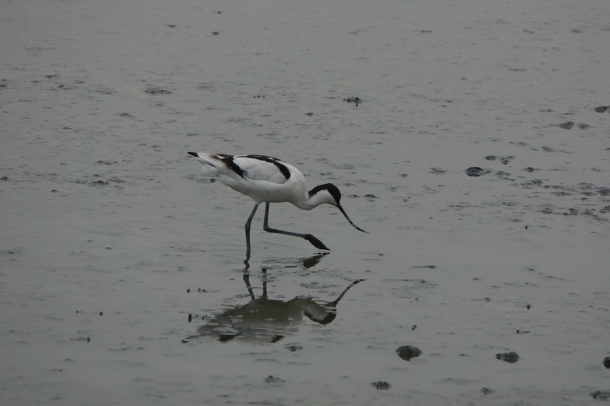 Avocette élégante - ML400656121