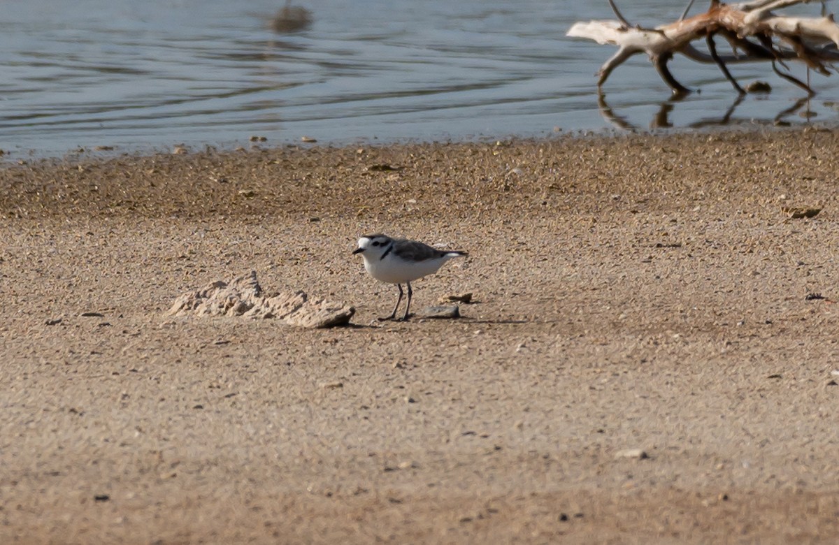 Snowy Plover - ML400656261