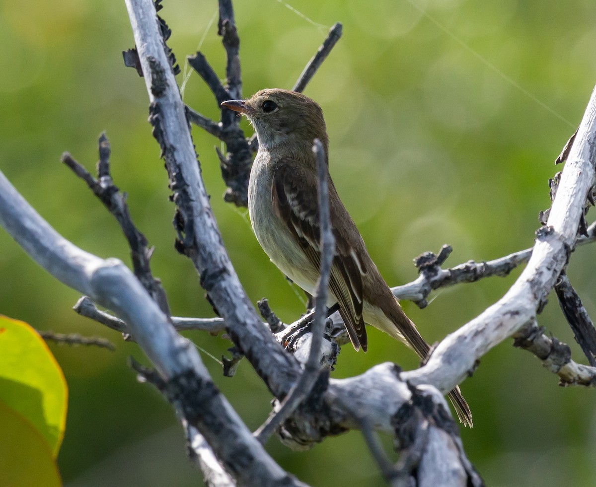 Caribbean Elaenia - ML400657701