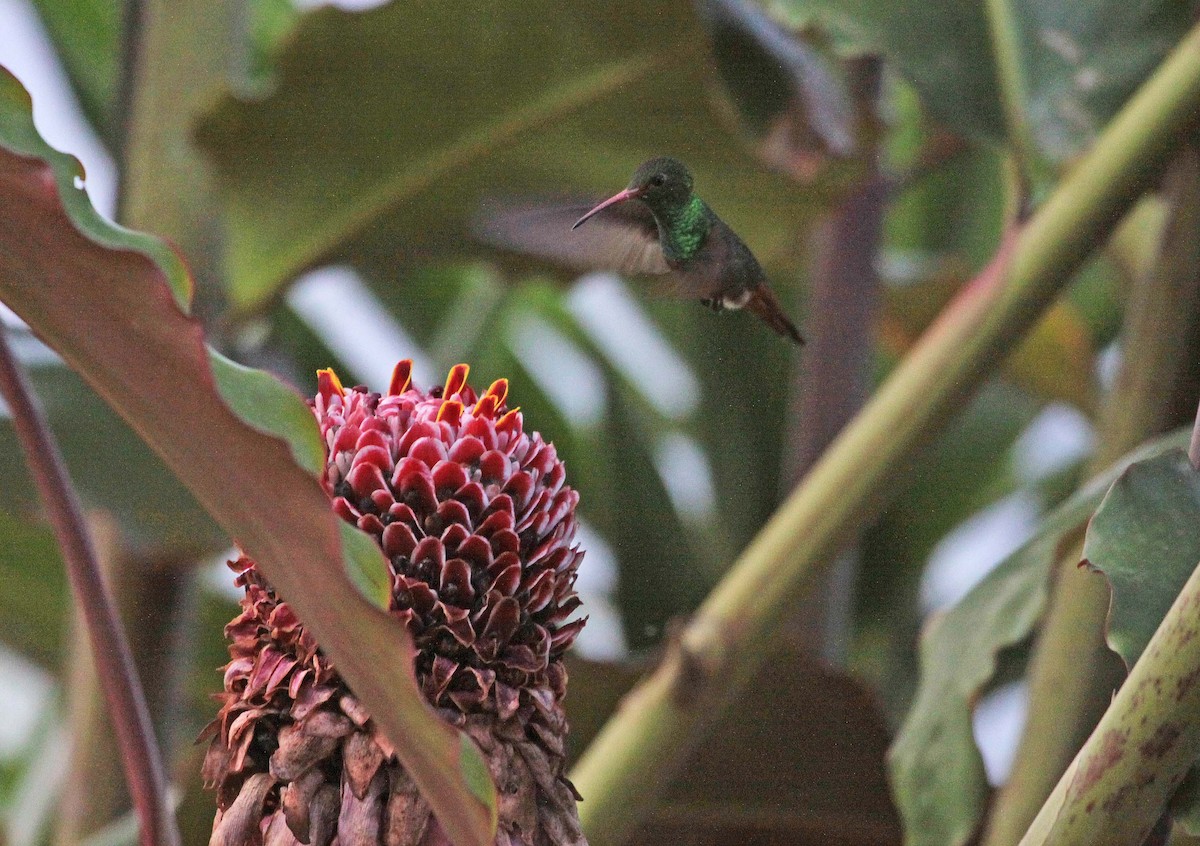 Rufous-tailed Hummingbird - Ricardo Santamaria