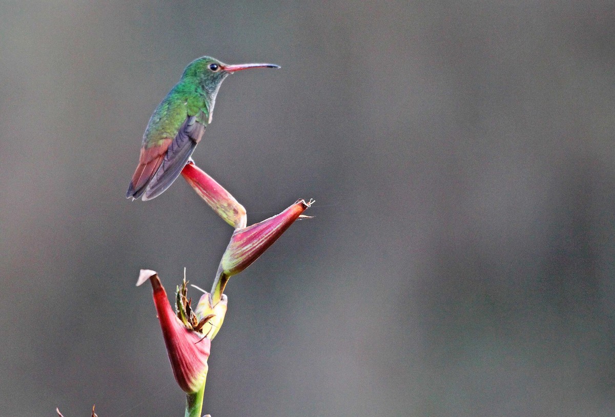 Rufous-tailed Hummingbird - Ricardo Santamaria