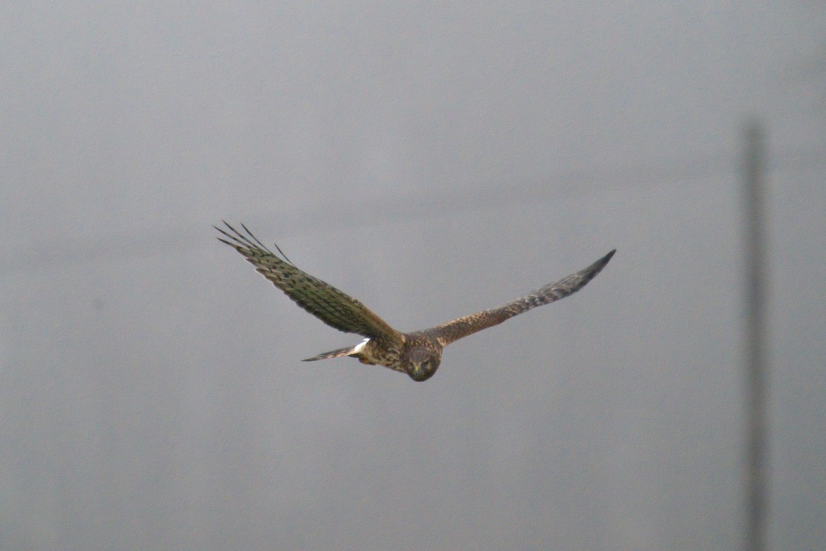 Northern Harrier - ML400657931